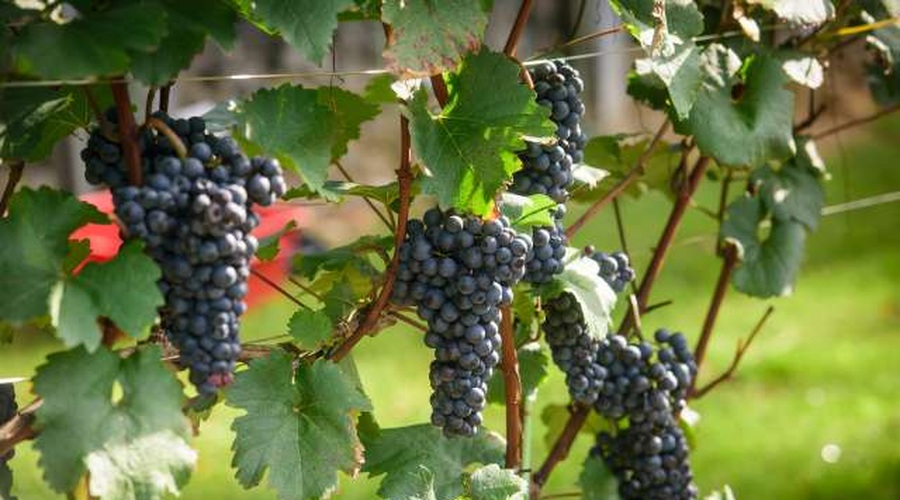 Vinarji trgatve napovedujejo nekoliko pozneje kot lani (foto: Nebojša Tejić/STA)