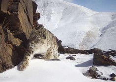 Snežni leopardi se umikajo pred naraščajočo rejo drobnice
