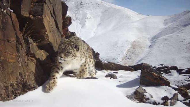 Snežni leopardi se umikajo pred naraščajočo rejo drobnice (foto: Xinhua/STA)