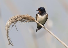 Lastovka - mala velika ptica, ki s septembrom odhaja na dolgo pot