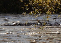 Z mikroplastiko najbolj onesnažena Sava