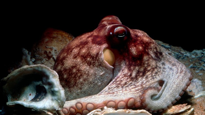 Tako je nek Dalmatinec s svojimi golimi rokami ujel hobotnico (foto: profimedia)