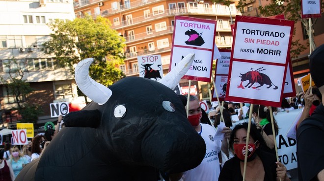 »To ni umetnost, to ni kultura!« V Madridu glasni protesti proti bikoborbam (foto: Profimedia)