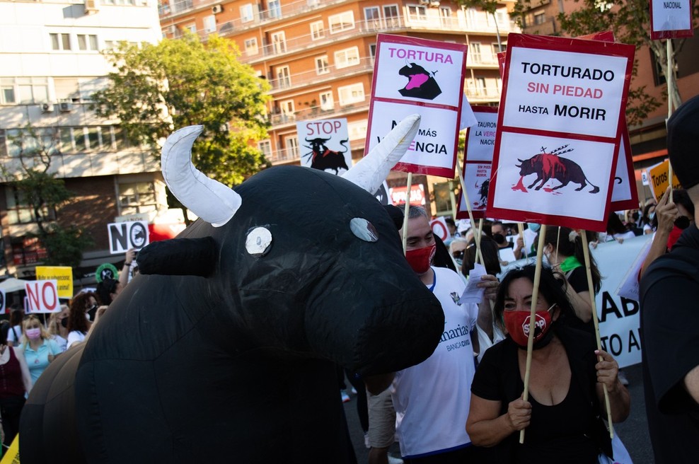 »To ni umetnost, to ni kultura!« V Madridu glasni protesti proti bikoborbam (foto: Profimedia)