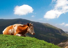 Metan zaide v ozračje, ko se kravi 'spahne' (ali kaj ima govedina opraviti s podnebnimi spremembami)