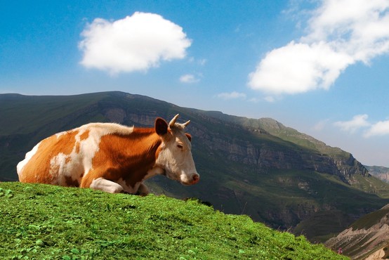 Metan zaide v ozračje, ko se kravi 'spahne' (ali kaj ima govedina opraviti s podnebnimi spremembami)