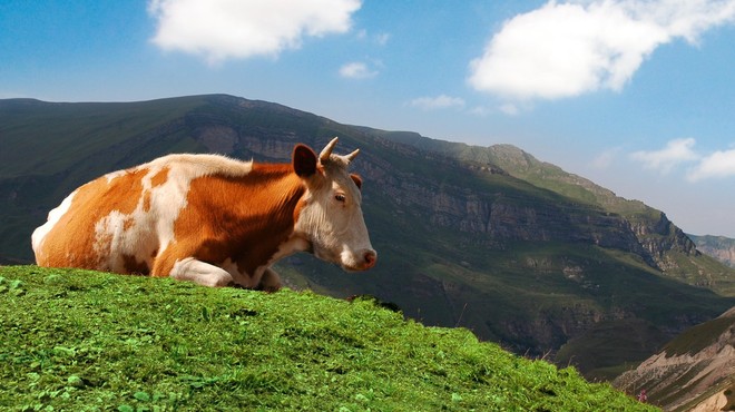 Metan zaide v ozračje, ko se kravi 'spahne' (ali kaj ima govedina opraviti s podnebnimi spremembami) (foto: profimedia)
