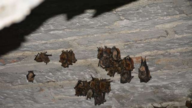 V Laosu našli netopirje z virusi, podobnimi novemu koronavirusu (foto: Rosana Rijavec/STA)
