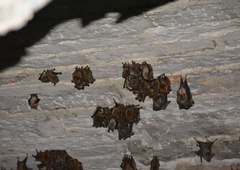 V Laosu našli netopirje z virusi, podobnimi novemu koronavirusu