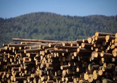 V slovenskih gozdovih lani posekali za petino manj lesa