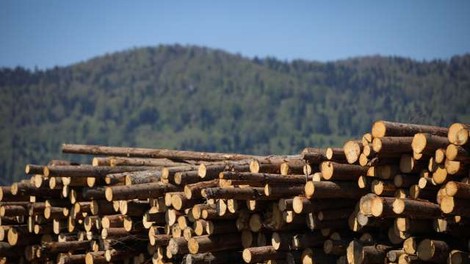 V slovenskih gozdovih lani posekali za petino manj lesa
