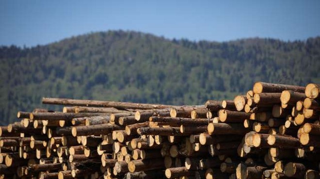 V slovenskih gozdovih lani posekali za petino manj lesa (foto: Anže Malovrh/STA)