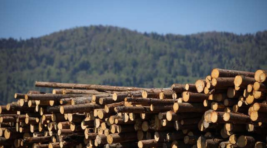 V slovenskih gozdovih lani posekali za petino manj lesa (foto: Anže Malovrh/STA)