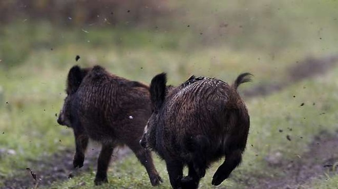 Poginuli divji prašič s Pohorja ni bil okužen z virusom afriške prašičje kuge (foto: Tanjug/STA)