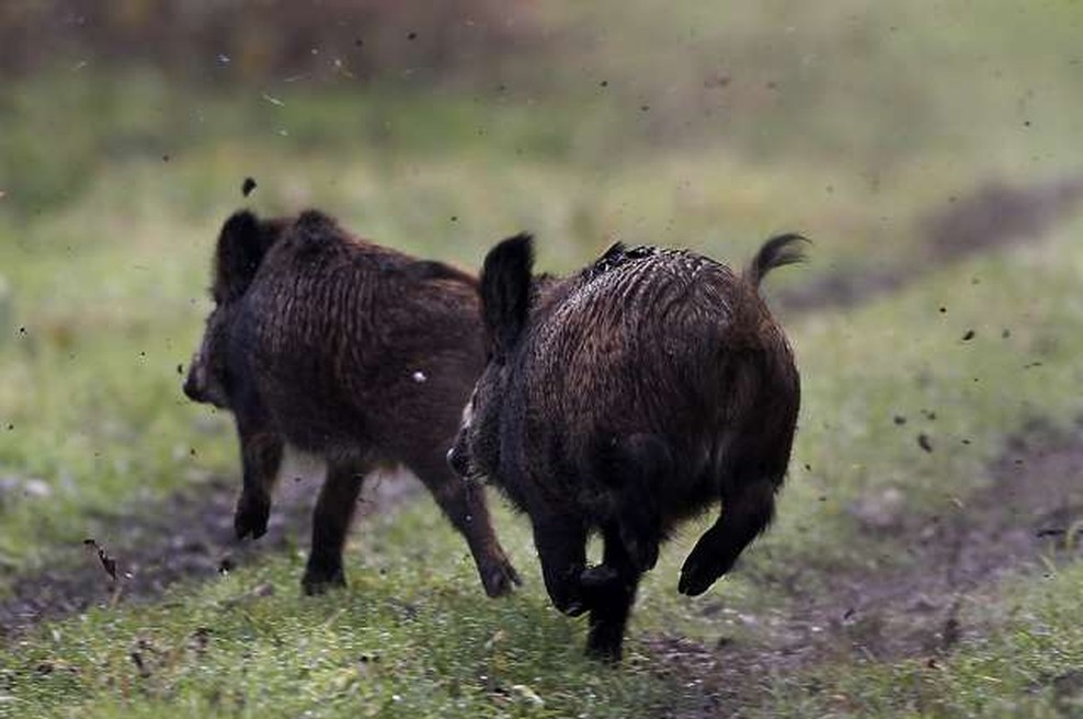 Poginuli divji prašič s Pohorja ni bil okužen z virusom afriške prašičje kuge (foto: Tanjug/STA)