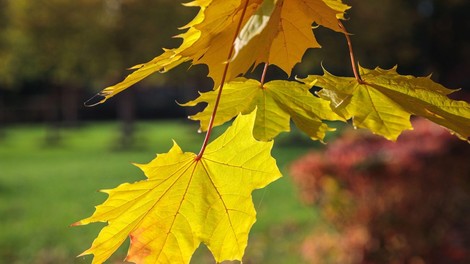 Ljubezenski horoskop za oktober 2021: preverite, kakšni so vaši obeti