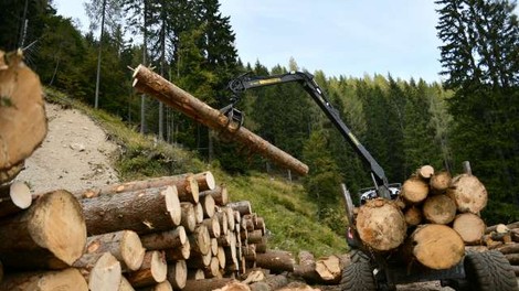 Za nakup nove mehanizacije in opreme za sečnjo in spravilo lesa 10 milijonov evrov