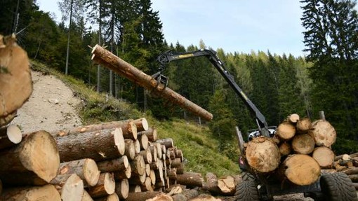Za nakup nove mehanizacije in opreme za sečnjo in spravilo lesa 10 milijonov evrov
