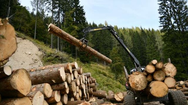 Za nakup nove mehanizacije in opreme za sečnjo in spravilo lesa 10 milijonov evrov (foto: Tamino Petelinšek)