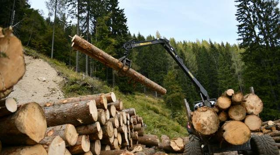 Za nakup nove mehanizacije in opreme za sečnjo in spravilo lesa 10 milijonov evrov (foto: Tamino Petelinšek)