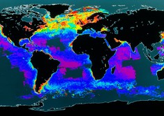 Pozabljena ogljična goba: plankton (razlog, da je človeštvo sploh še tukaj)!