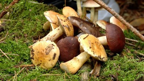 Slaba novica za ljubitelje gob: vsako leto jih je manj