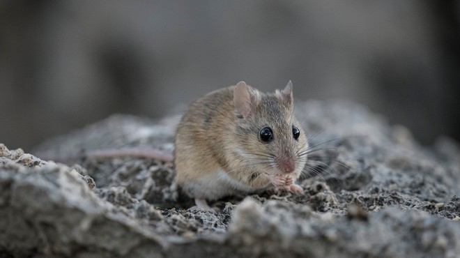 Število primerov mišje mrzlice letos enormno poraslo, ena oseba je umrla (foto: Profimedia)