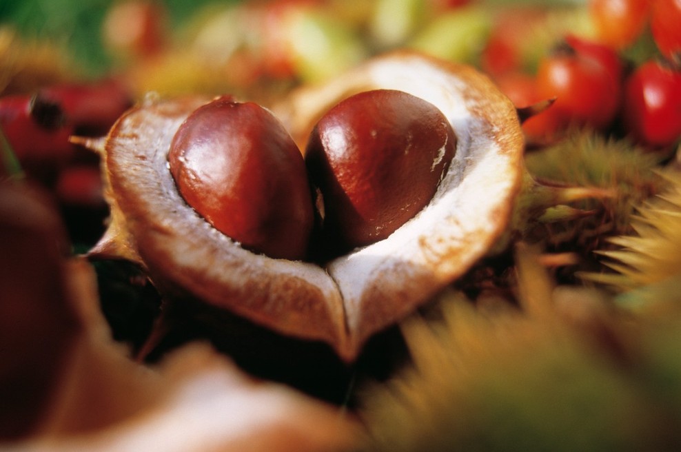 O kostanju malo drugače (in o tem, da je to edini orehasti plod, ki vsebuje vitamin C) (foto: profimedia)