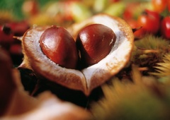 O kostanju malo drugače (in o tem, da je to edini orehasti plod, ki vsebuje vitamin C)