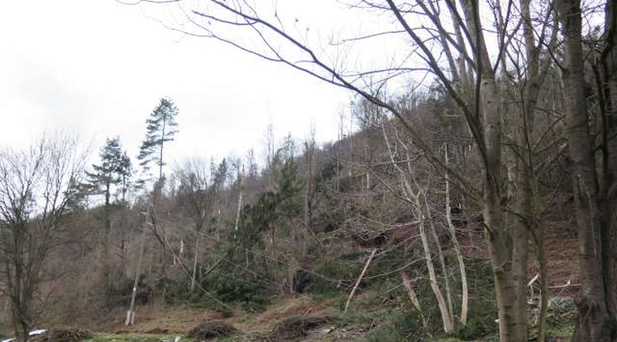 Veter preglavice povzročal predvsem v severovzhodni Sloveniji in na Dolenjskem (foto: Vesna Pušnik Brezovnik/STA)