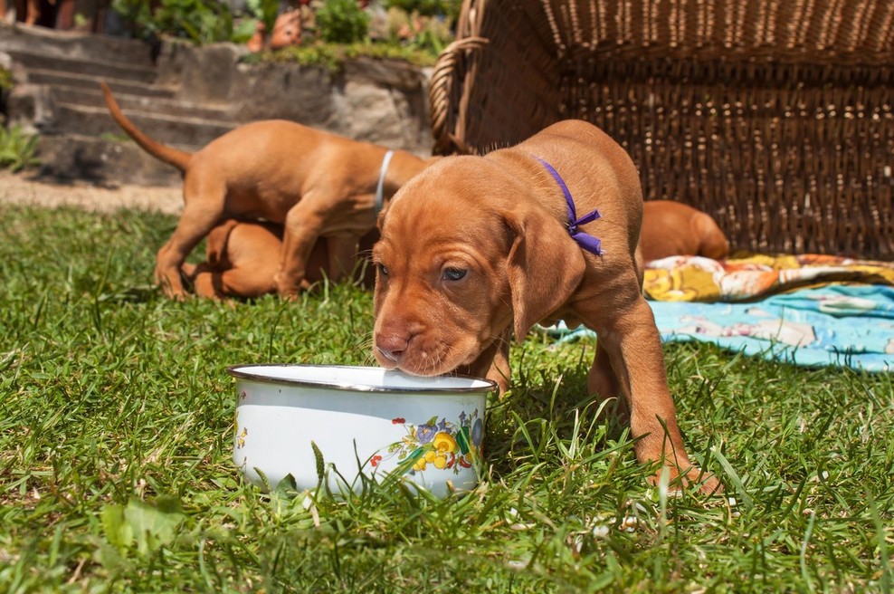 Pes na vegetarijanski deti? V Veliki Britaniji bo to morda kmalu kaznivo dejanje (foto: Profimedia)