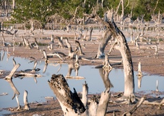 Ameriške obveščevalne službe v podnebnih spremembah vidijo varnostno grožnjo