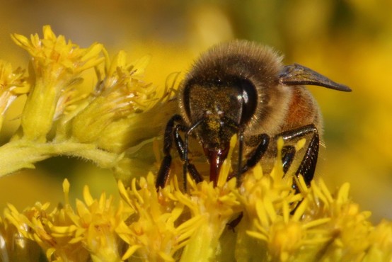 Kako so čebele naučili, da zaznavajo covid-19