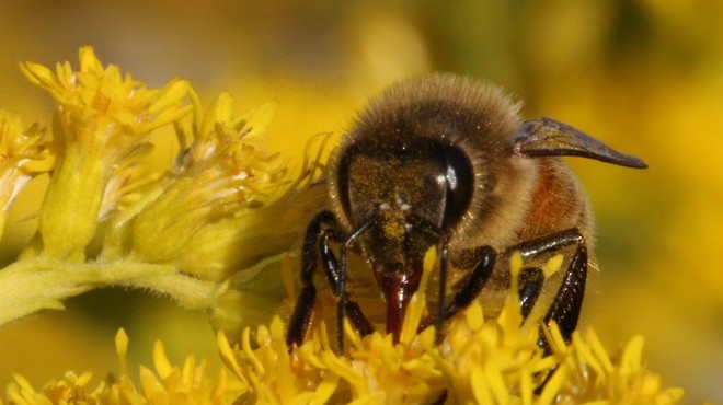 Kako so čebele naučili, da zaznavajo covid-19 (foto: Profimedia)