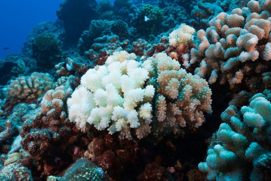 Koralno beljenje prizadelo že 98 odstotkov avstralskega Velikega koralnega grebena