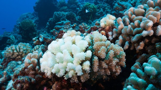 Koralno beljenje prizadelo že 98 odstotkov avstralskega Velikega koralnega grebena (foto: profimedia)