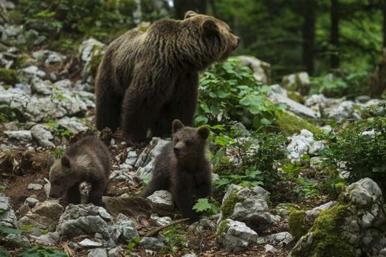 Medvedji mladič taval po Gorici in Rožni Dolini