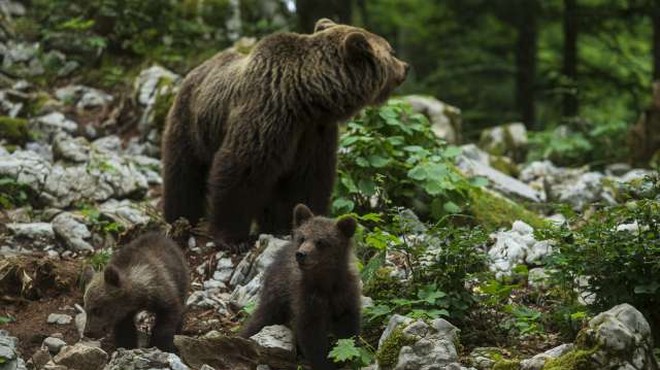 Previdno! Na območju Ljubljane naj bi se zadrževal medved (foto: Xinhua/STA)