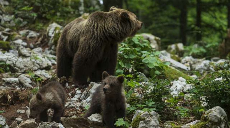 Naravovarstveniki opozarjajo: Ne le medved, ta žival ogroža Slovence na vsakem koraku (foto: Xinhua/STA)