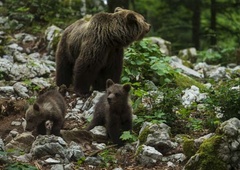 Naravovarstveniki opozarjajo: Ne le medved, ta žival ogroža Slovence na vsakem koraku