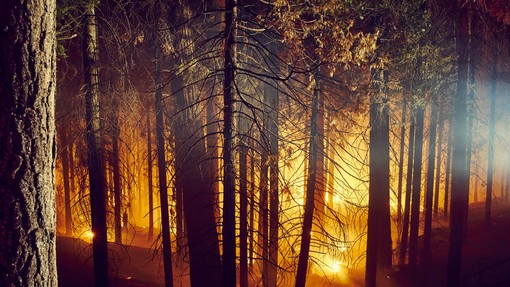Sašo Dolenc: "Širjenje epidemije lahko primerjamo z gozdnim požarom."