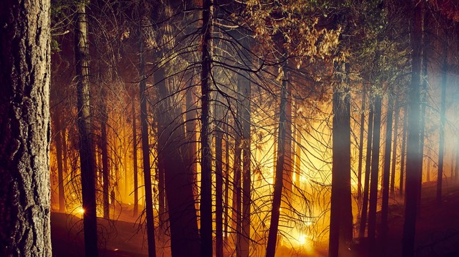 Sašo Dolenc: "Širjenje epidemije lahko primerjamo z gozdnim požarom." (foto: profimedia)