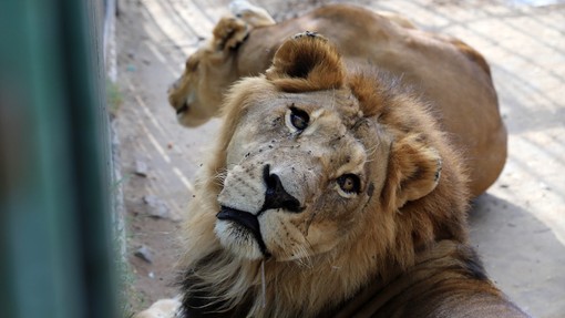 V zagrebškem živalskem vrtu dva leva okužena s koronavirusom