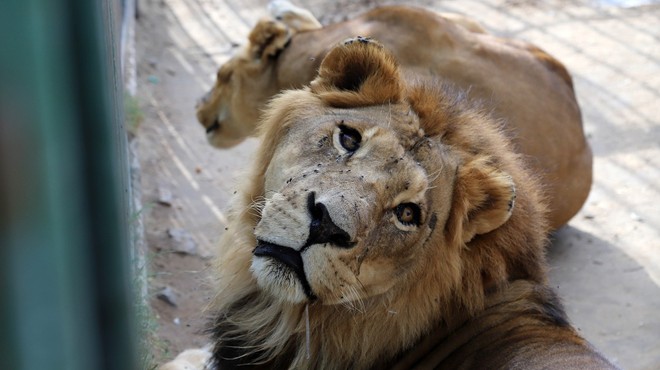 V zagrebškem živalskem vrtu dva leva okužena s koronavirusom (foto: profimedia)