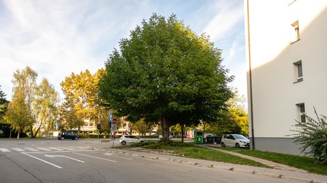 Drevo leta Ljubljane je kavkaški krilati oreškar