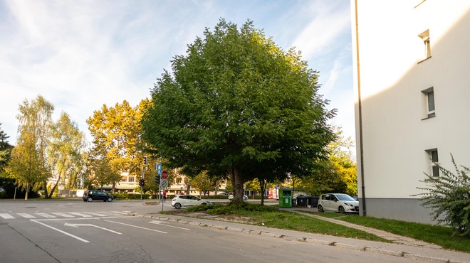 Drevo leta Ljubljane je kavkaški krilati oreškar (foto: Doris Kordić, Mestna občina Ljubljana)