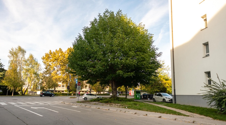 Drevo leta Ljubljane je kavkaški krilati oreškar (foto: Doris Kordić, Mestna občina Ljubljana)