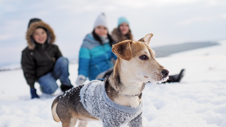 
                            Kako mrzlo je premrzlo za sprehod z vašim pasjim prijateljem (foto: Profimedia)