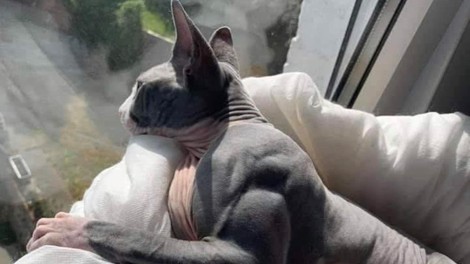 Ste videli to 'mišičasto' mačko? Najprej smo mislili, da gre za photoshop, v resnici pa ...