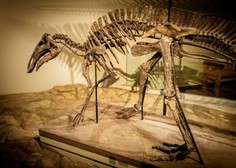 Blizu Trsta našli okostja sedmih dinozavrov, živečih pred 80 milijoni let